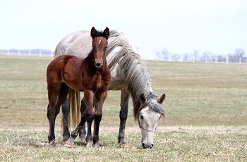 Upfront OB's Janet2014 foal